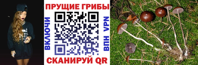 Псилоцибиновые грибы мицелий Змеиногорск